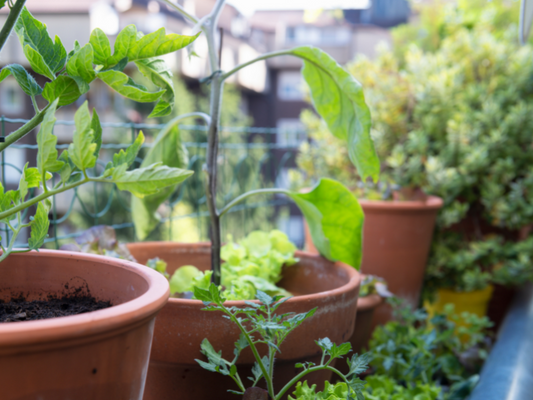 Cultiver sur son balcon