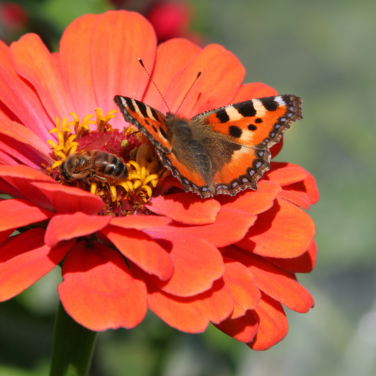 Qu'est-ce que la pollinisation?