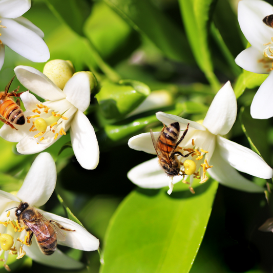 Comment attirer les pollinisateurs?