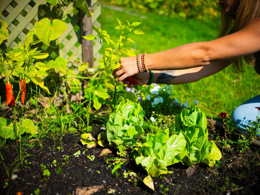 Jardiner au Québec en 2025 : Les tendances à adopter pour un potager d'avenir