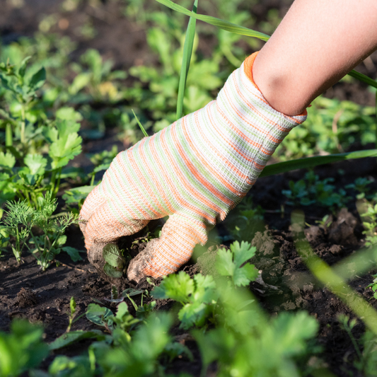 5 erreurs à éviter au potager!