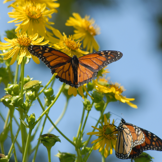 Un jardin pour les papillons