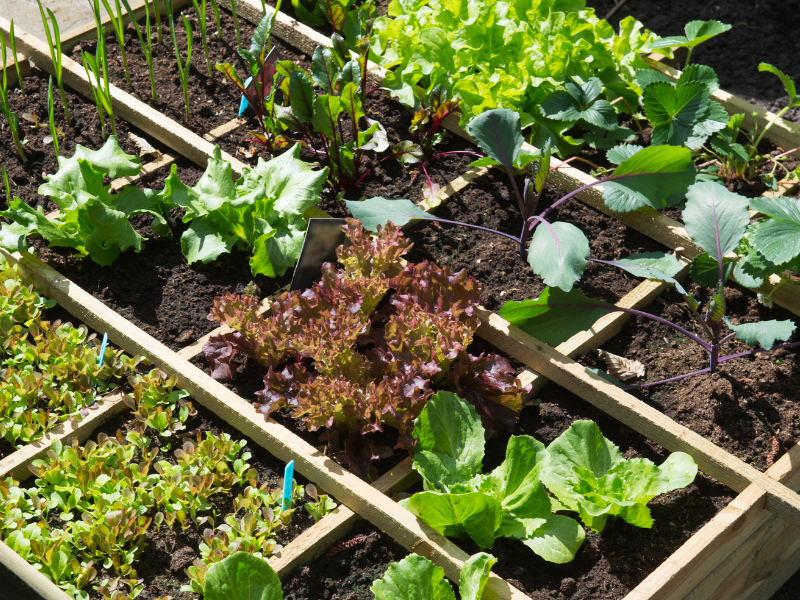 Planifier son potager