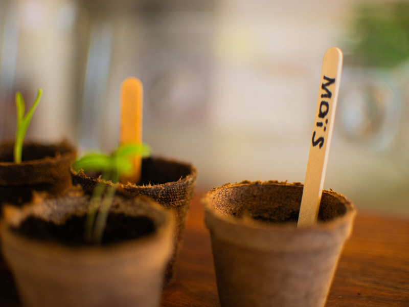 Quoi semer en mars au Québec : Prépare ton jardin pour le printemps !
